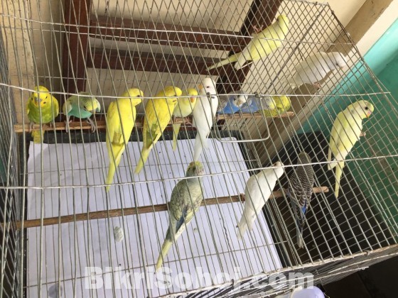 Budgerigar